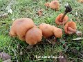 Laccaria laccata-amf1061-2